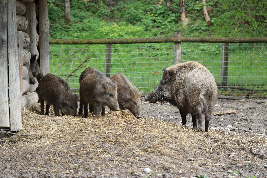 Sangliers sauvages mangeant de la paille dans leur enclos.